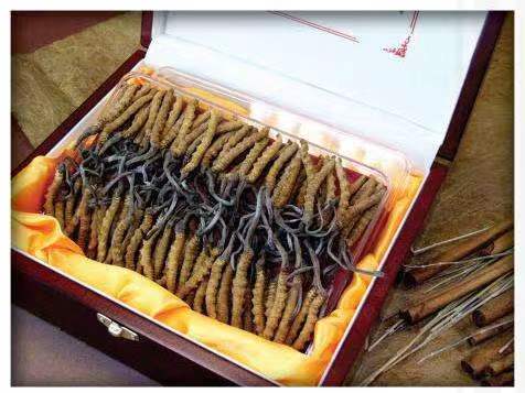 宕昌冬虫夏草回收